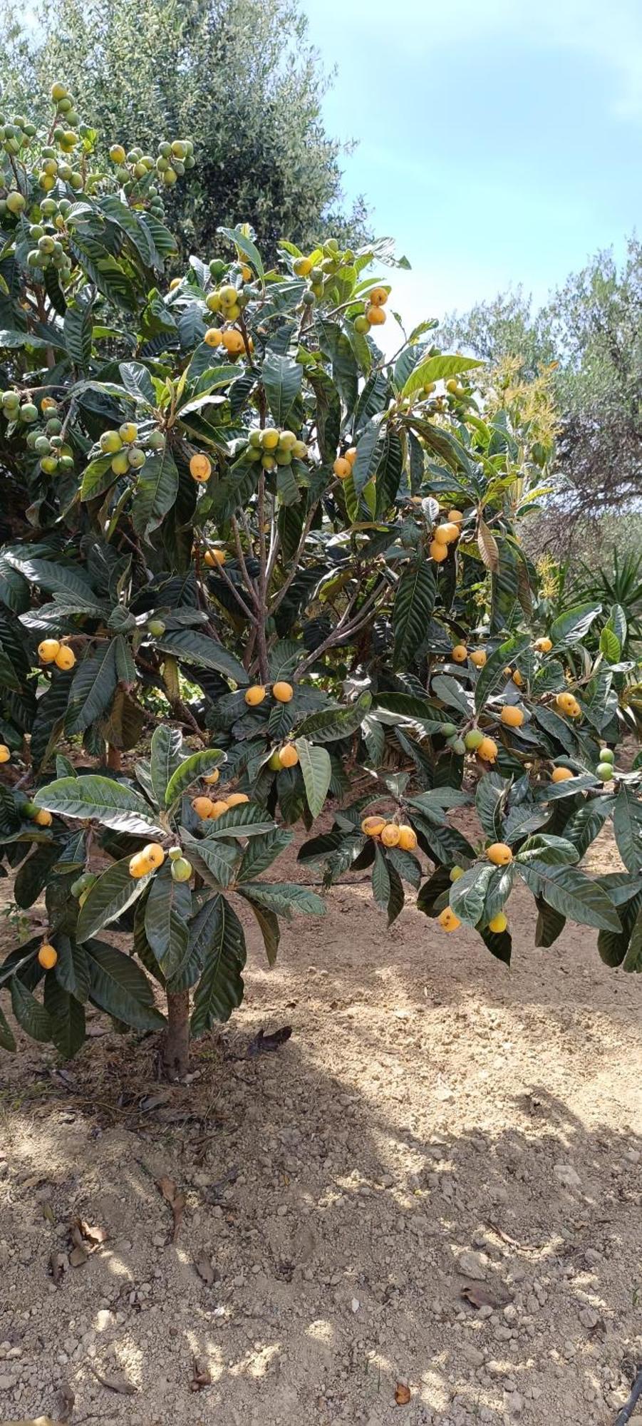 Anatolika Stamatis Paradise Dempla Bagian luar foto